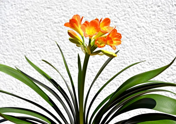 Orange flowers — Stock Photo, Image