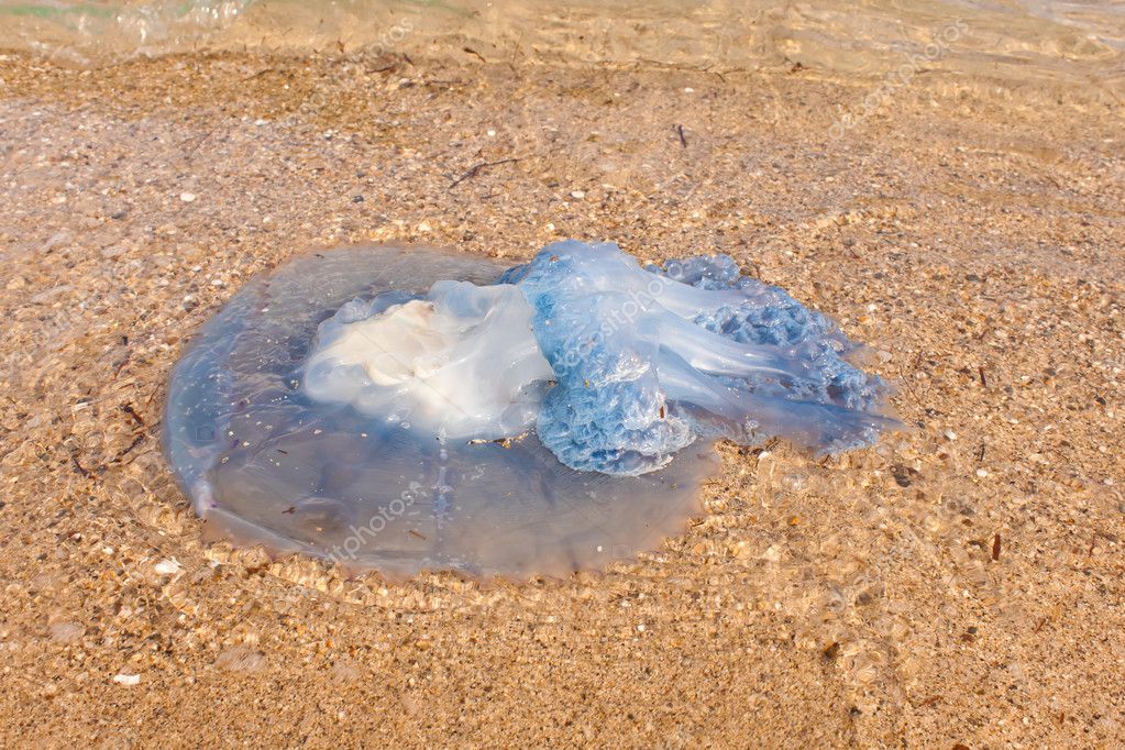 Jellyfish on the beach — Stock Photo © luckybusiness 5516276