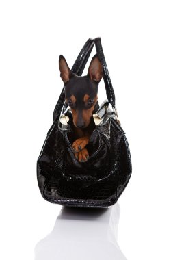 Dog in bag clipart