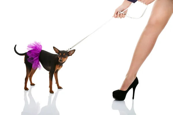 Женская нога и собака в розовом платье — стоковое фото