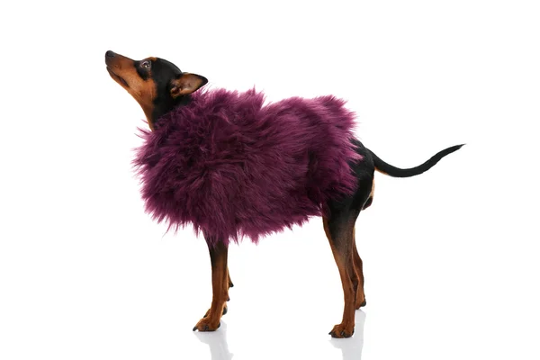 Fashion dog — Stock Photo, Image