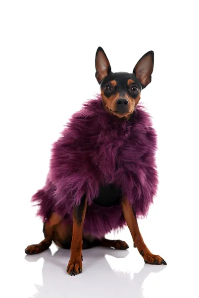 Fashionable dog — Stock Photo, Image