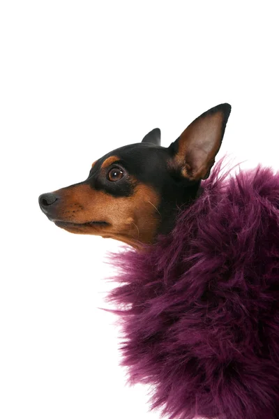 Retrato de cão de moda — Fotografia de Stock