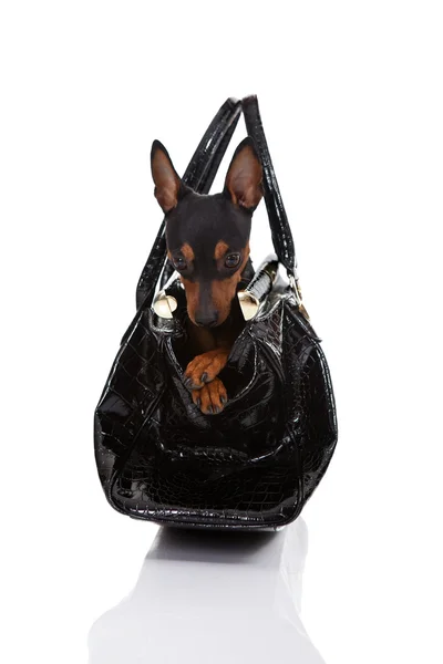 Dog in bag — Stock Photo, Image