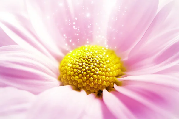 Vaaleanpunainen kukka, vihreä — kuvapankkivalokuva