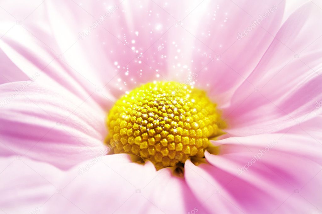 Pink flower , greber