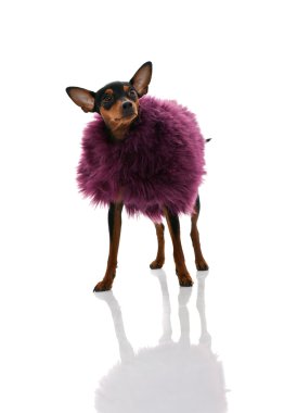 Miniature pinscher in fur coat clipart