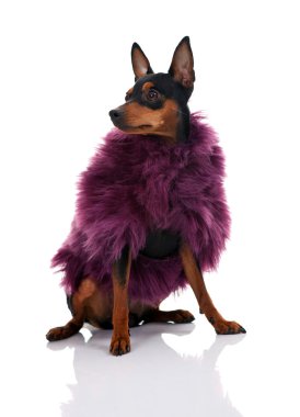 Dog in fur coat clipart