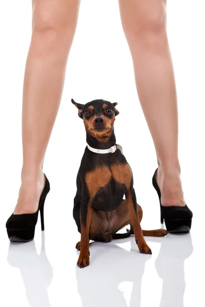 Sexy legs and dog — Stock Photo, Image