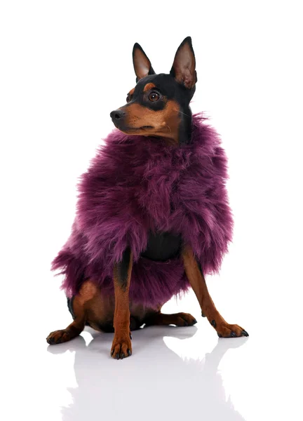 Dog in fur coat — Stok fotoğraf