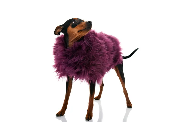 Cute fashion little dog — Stock Photo, Image