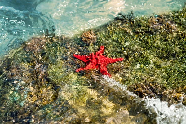 stock image Starfish in water