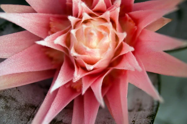Nagy rózsaszín virág — Stock Fotó