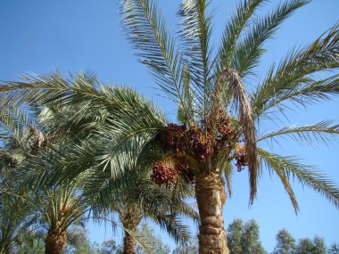 hurma ağaçları ile tarihleri