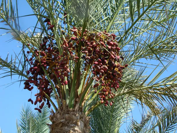 Date palm trees with dates