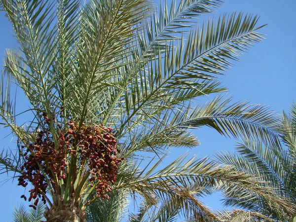 Date palm trees with dates — Stock Photo, Image