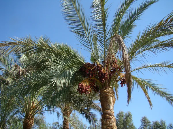 stock image Date palm trees with dates