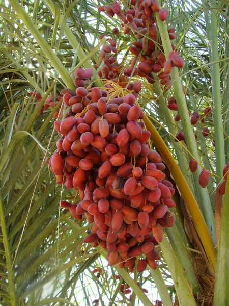 Date palm trees with dates — Stock Photo, Image