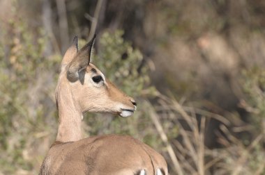 bir Impala