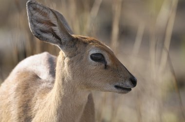 bir Impala