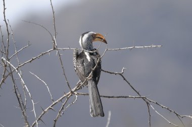 Horn faturası