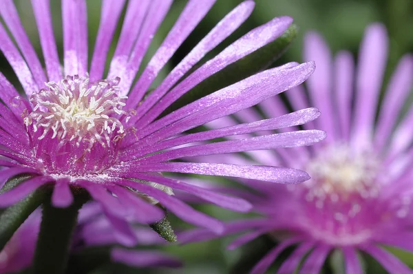 stock image Purple vygie