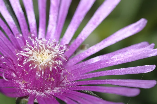 stock image Purple vygie