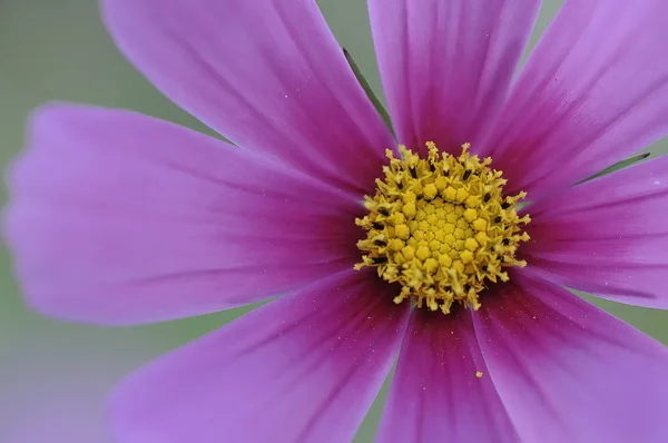 stock image A cosmos