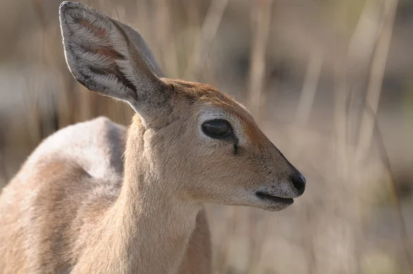 Um impala — Fotografia de Stock