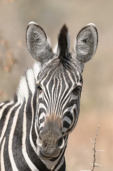 Зебра в дикій природі — стокове фото