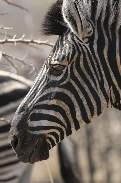 Zebra w naturze — Zdjęcie stockowe