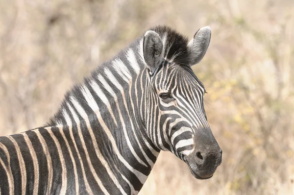 Zebra in het wild — Stockfoto