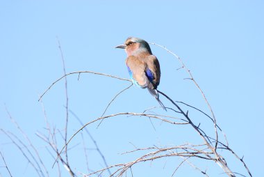 lillac memeli rollerbird