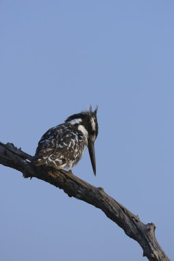 Kingfisher