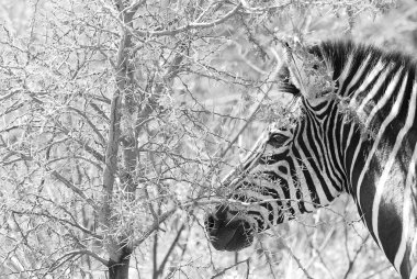 Zebra vahşi doğada