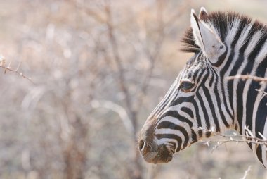 Zebra vahşi doğada