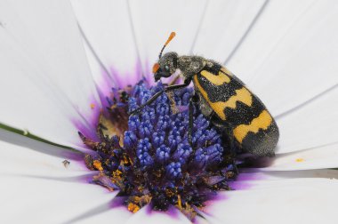 Bug in flower