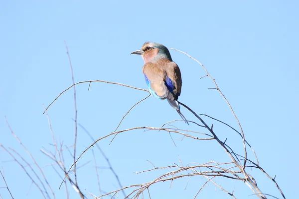 stock image Lillac breasted rollerbird