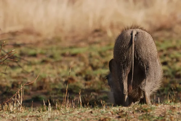 Stock image A warthog