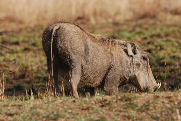 A warthog — Stock Photo, Image