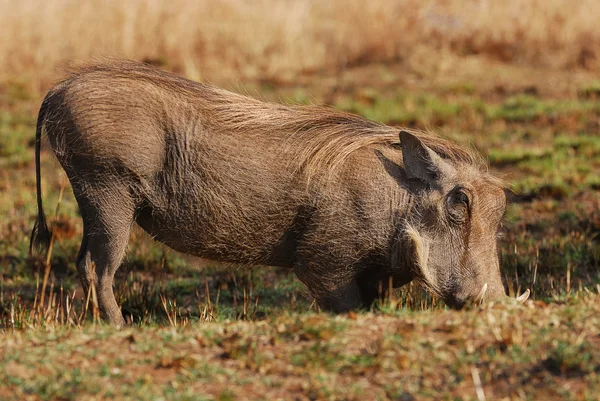 A warthog — Stock Photo, Image
