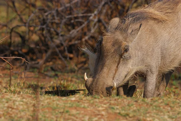 A Warthog — Stock Photo, Image