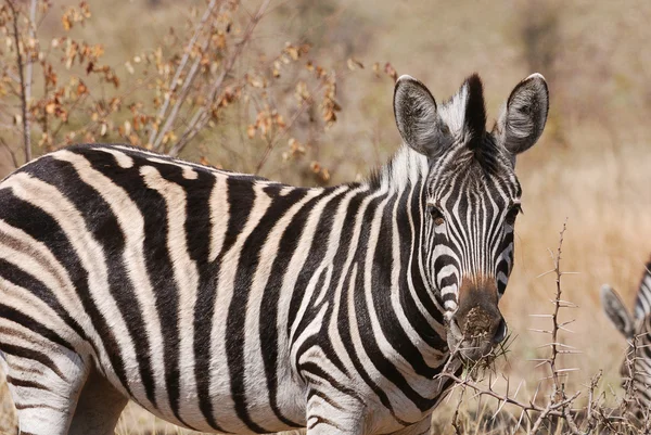 Zebra a vadonban — Stock Fotó