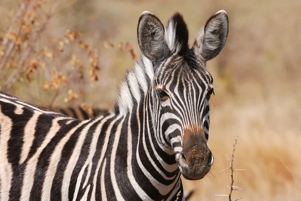 Зебра в дикой природе — стоковое фото