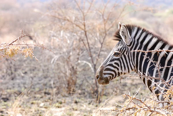 Зебра в дикій природі — стокове фото