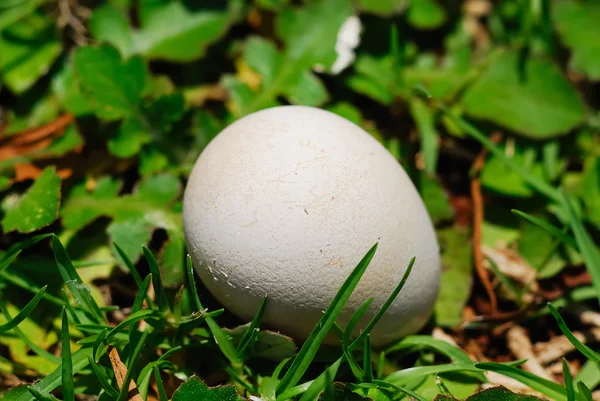 stock image Egg on the grass