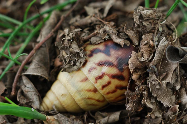 stock image A Snail in the garden