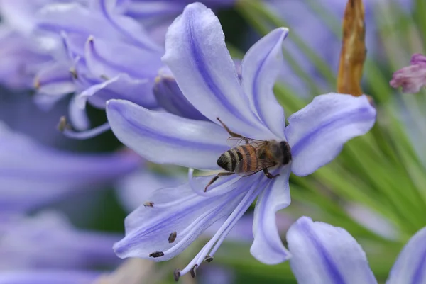 stock image Purple flowers