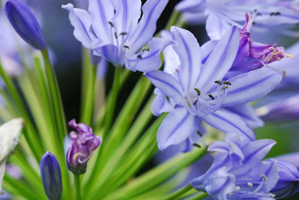 Flores púrpuras — Foto de Stock