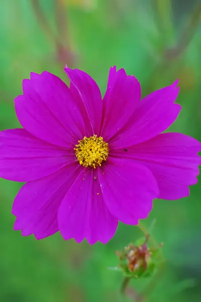Cosmos λουλούδι — Φωτογραφία Αρχείου